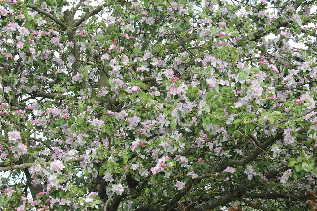 Austons Down Farm B&B Claverdon エクステリア 写真